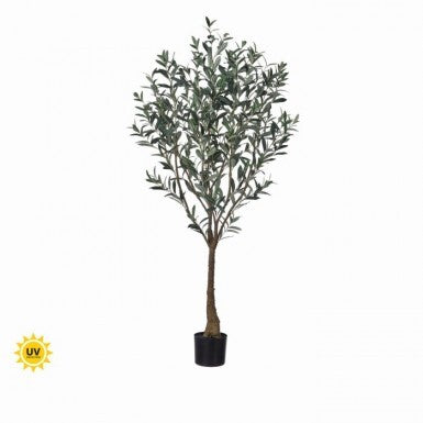 Potted Tuscan Olive Tree