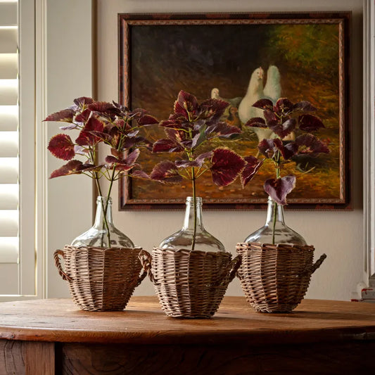 Coleus Noir Floral Stem
