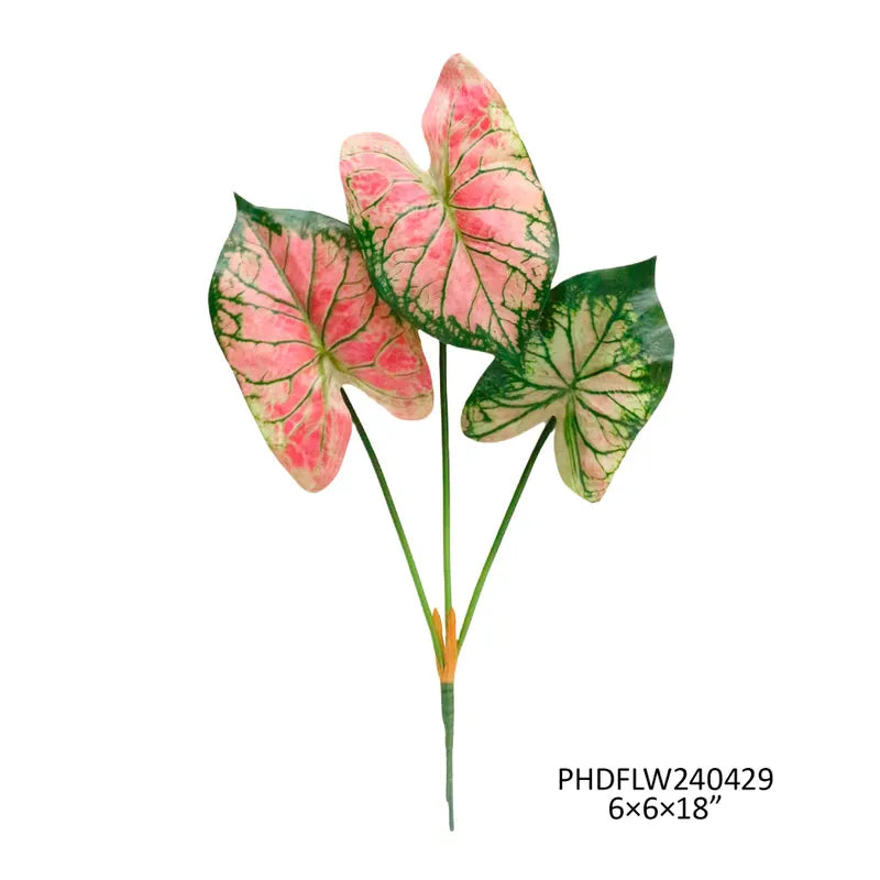 Caladium Floral Stem