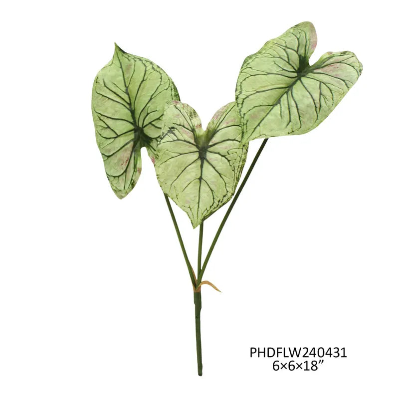 Caladium Floral Stem
