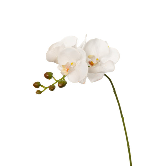 Real Touch Phalaenopsis Orchid