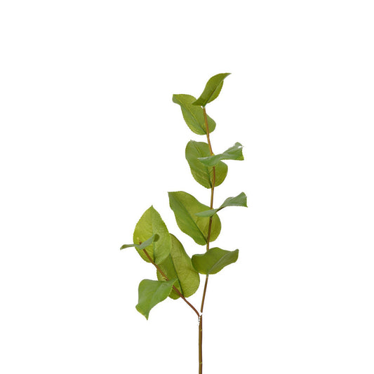 Salal Leaf Spray