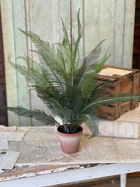 Pinion Fern Pot
