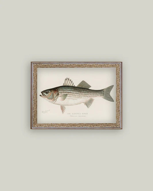The Striped Bass Wall Art