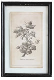 Framed Wall Decor with Floral Image, Choice of 4