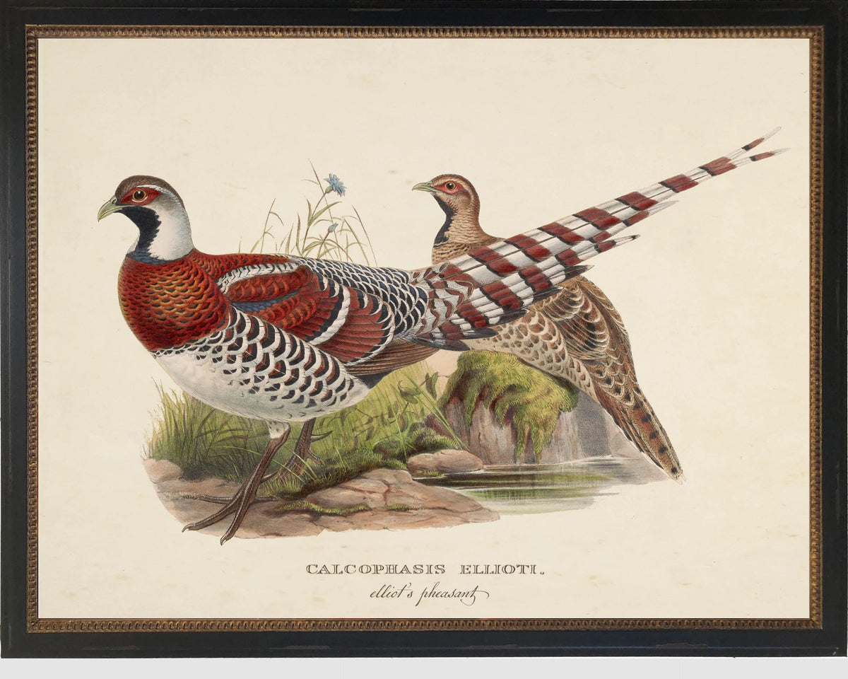 Vintage Elliot's Pheasant Framed Print