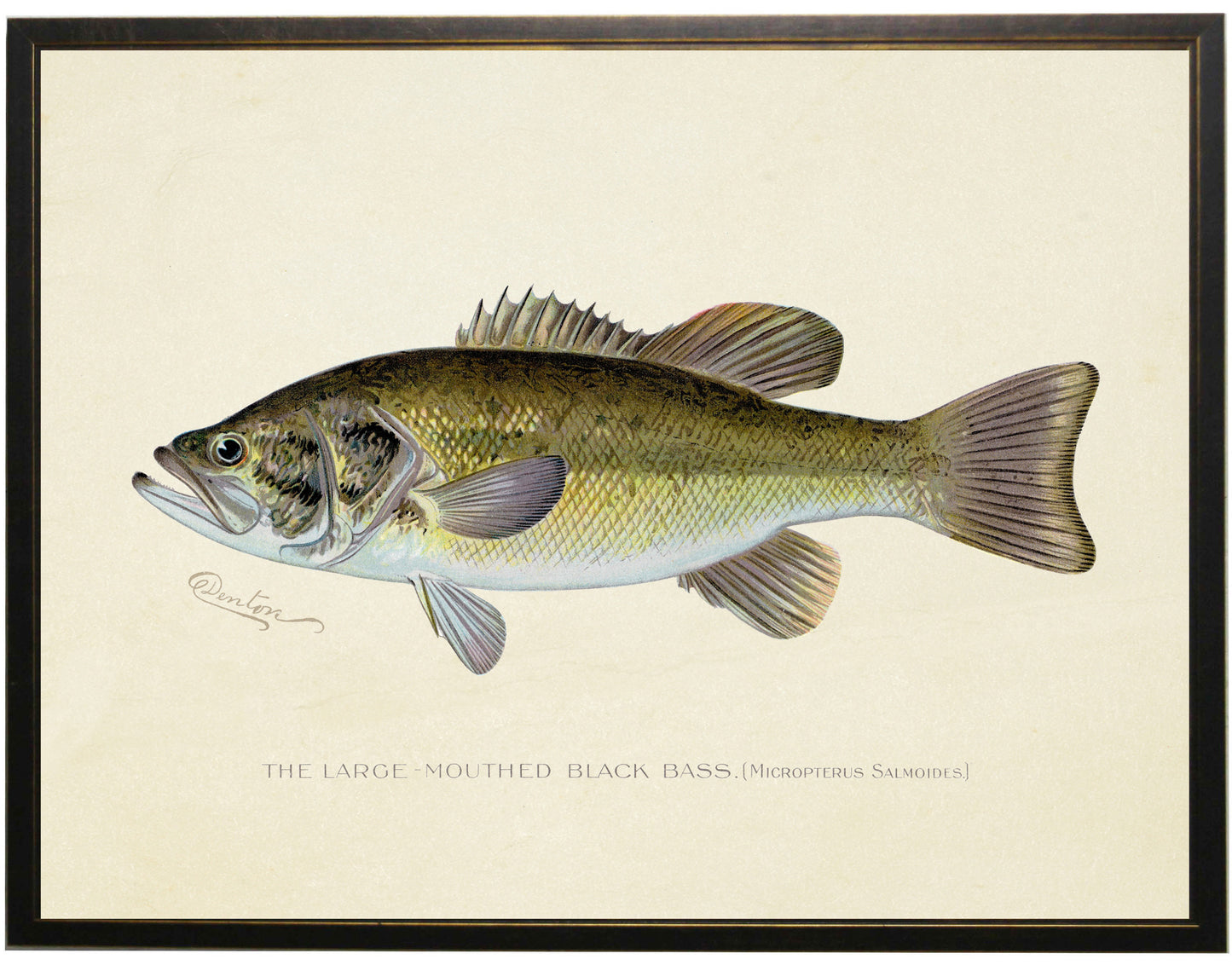 Framed Vintage Largemouth Bass Bookplate