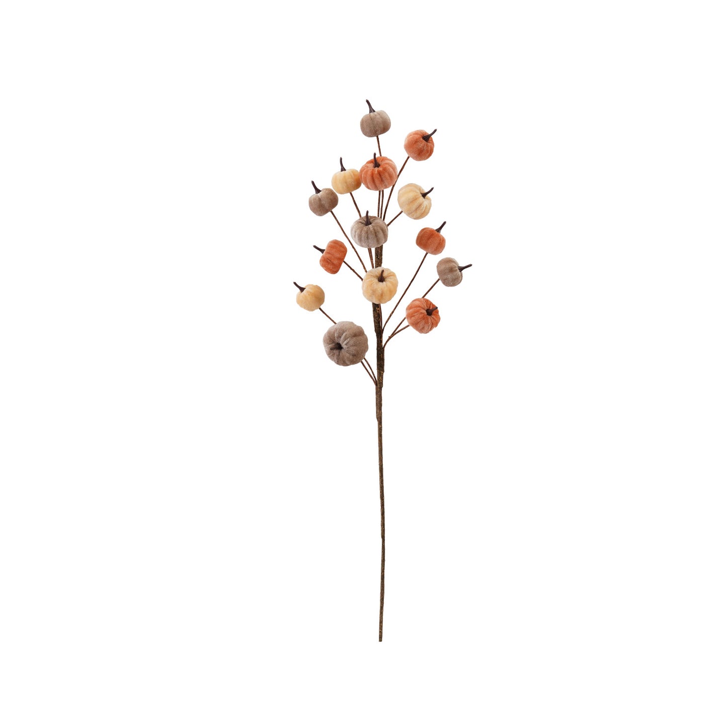 Velvet Pumpkin Stem
