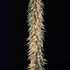 Snowed Willow Pine Garland