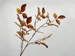 Birch Leaf Spray