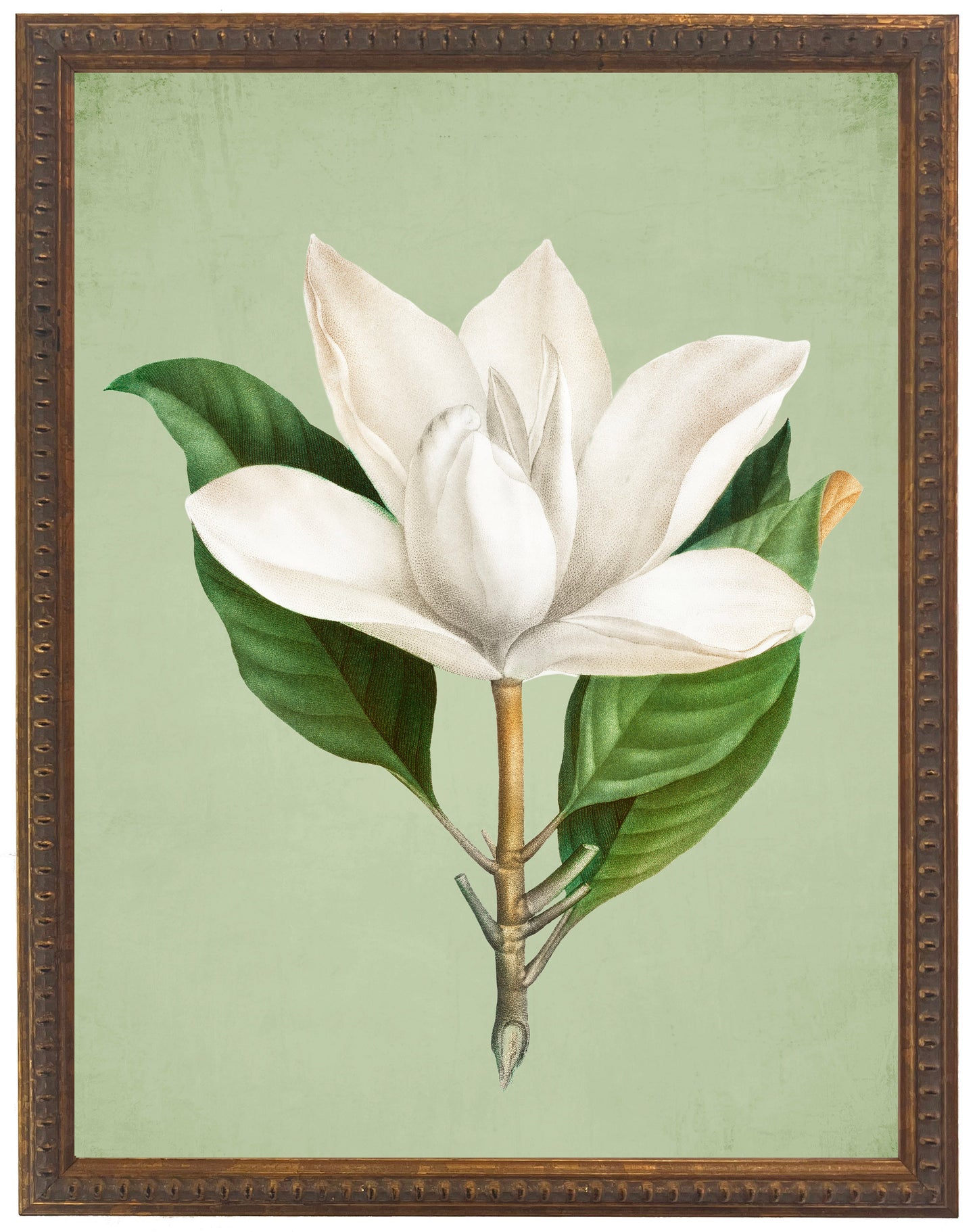 Framed Magnolia Grande on Green Background