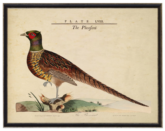 Framed Vintage Pheasant Illustration on Distressed Background