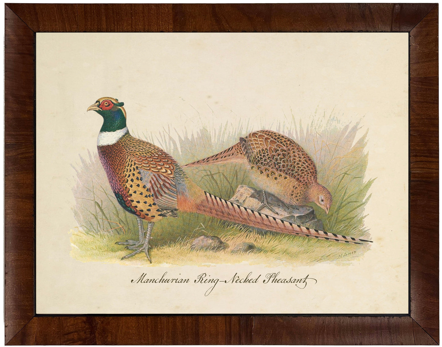 Framed Vintage Pheasant Art on Distressed Background