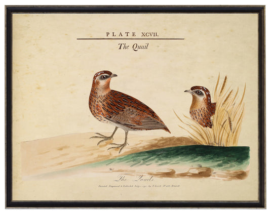 Framed Vintage Quail Illustration on a Distressed Background