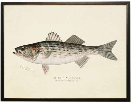 Framed Vintage Striped Bass Bookplate